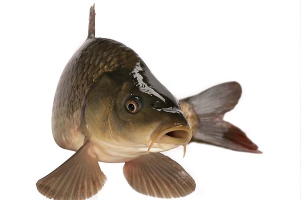 SAZAN BALIĞI ÖZELLİKLERİ