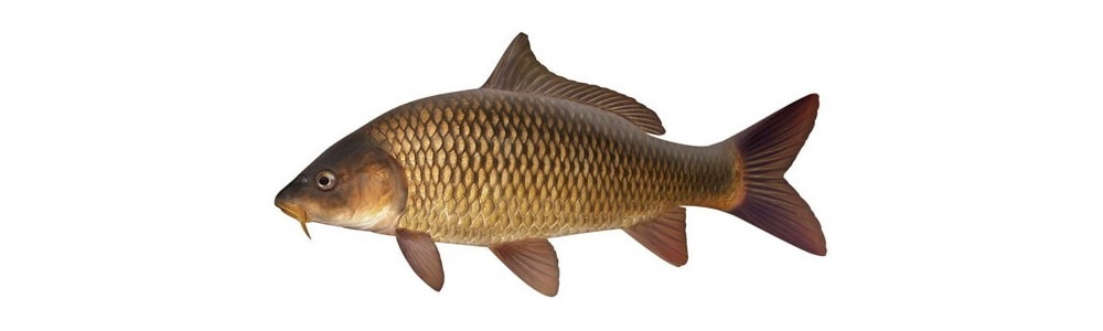 Sazan Balığı Özellikleri