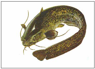 YAYIN BALIĞI ÖZELLİKLERİ